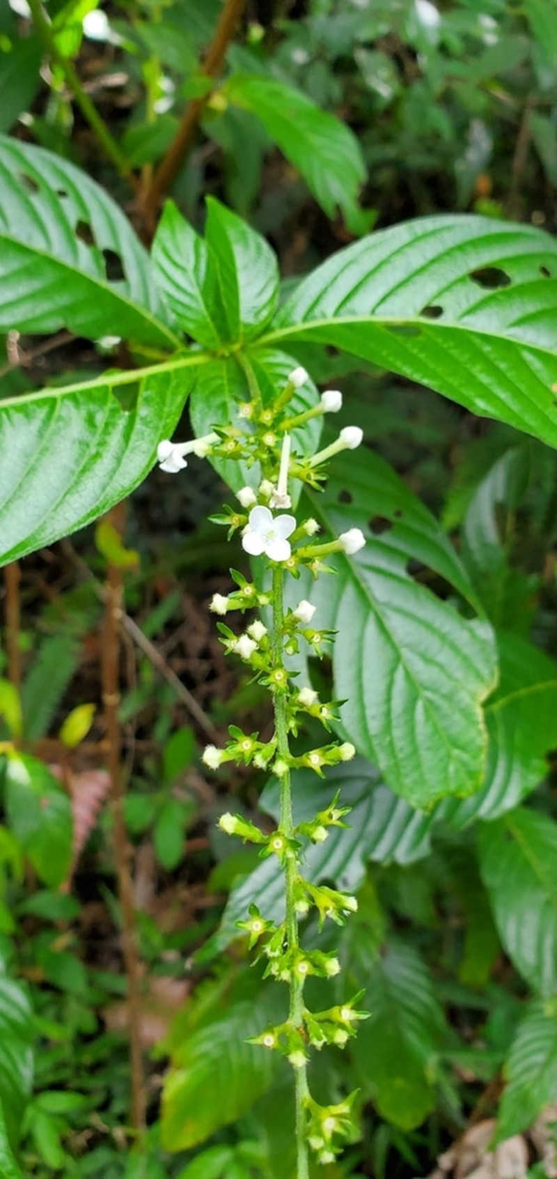 Mata De Mariposa photo 3