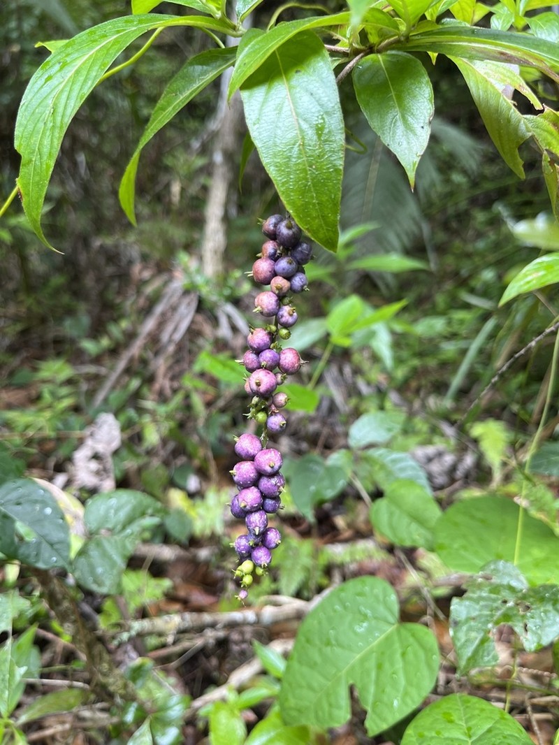 Mata De Mariposa photo 5