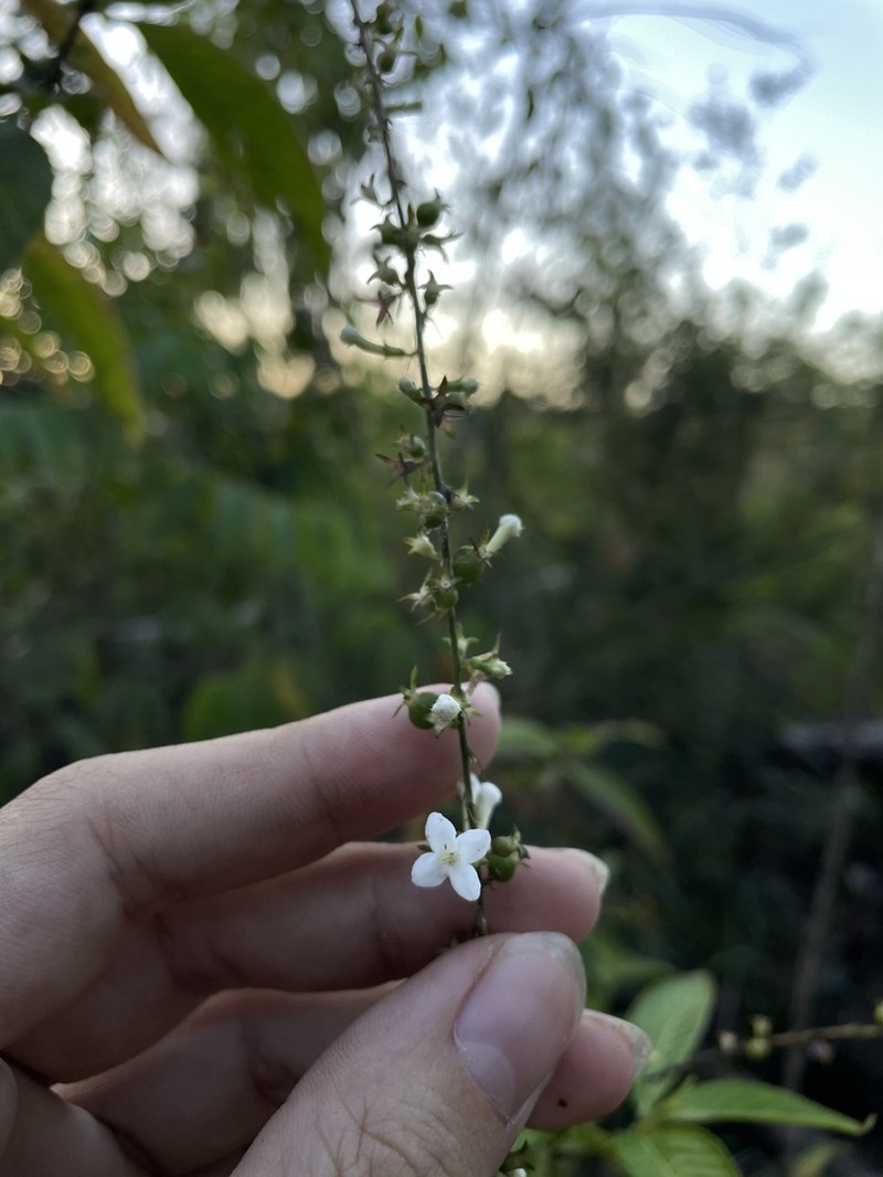 Mata De Mariposa photo 8