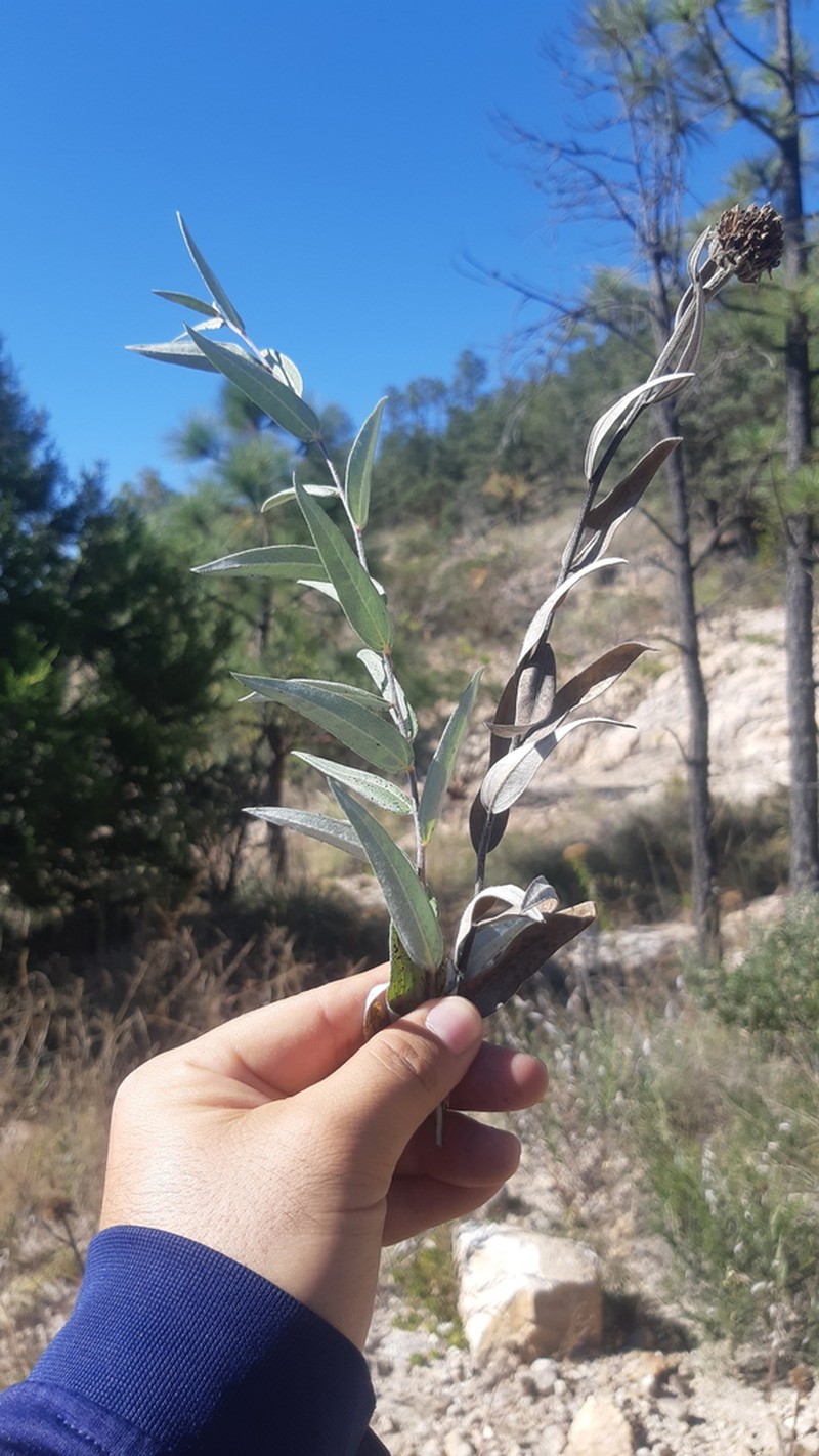 Gonzalezia hypargyrea