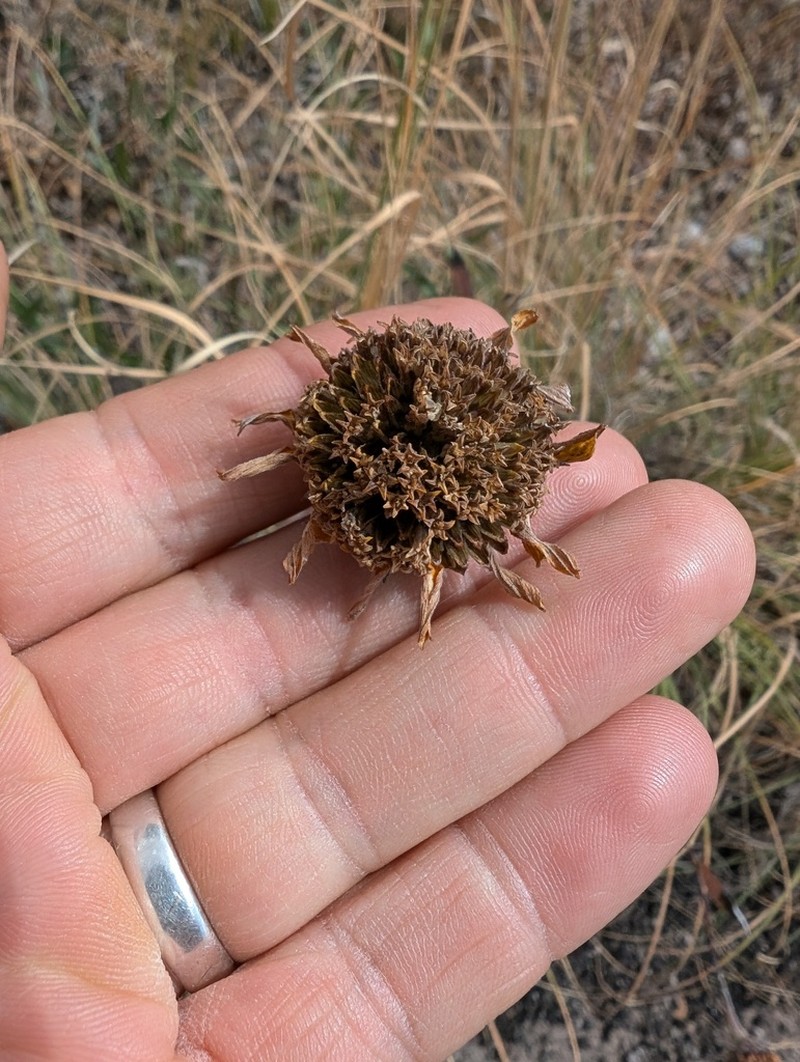 Gonzalezia hypargyrea photo 2