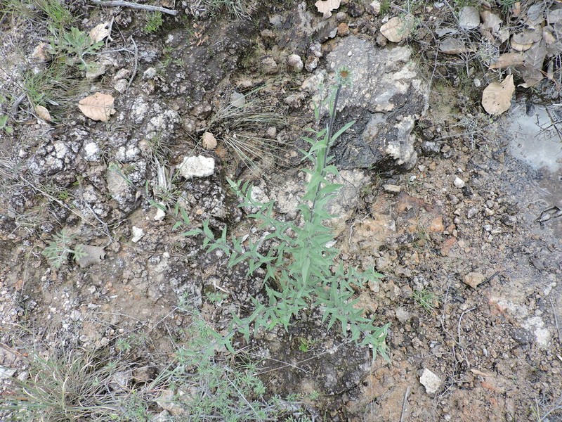 Gonzalezia hypargyrea photo 4