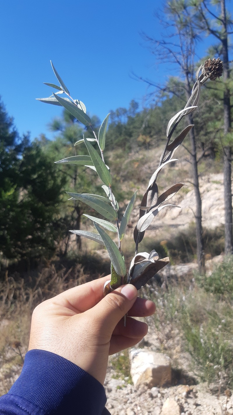 Gonzalezia hypargyrea photo 5