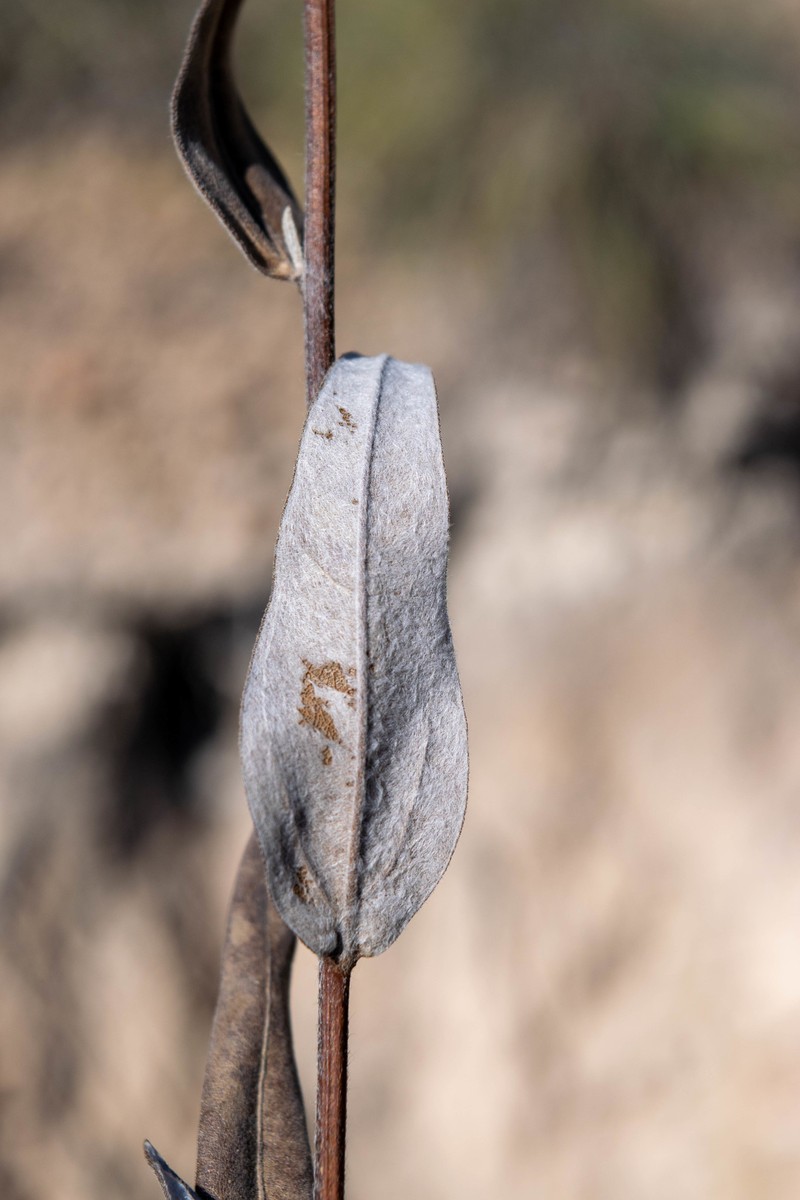 Gonzalezia hypargyrea photo 6