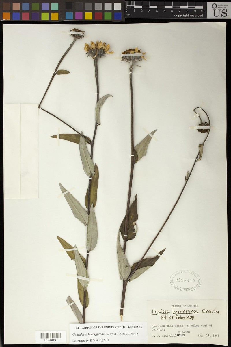 Gonzalezia hypargyrea photo 7