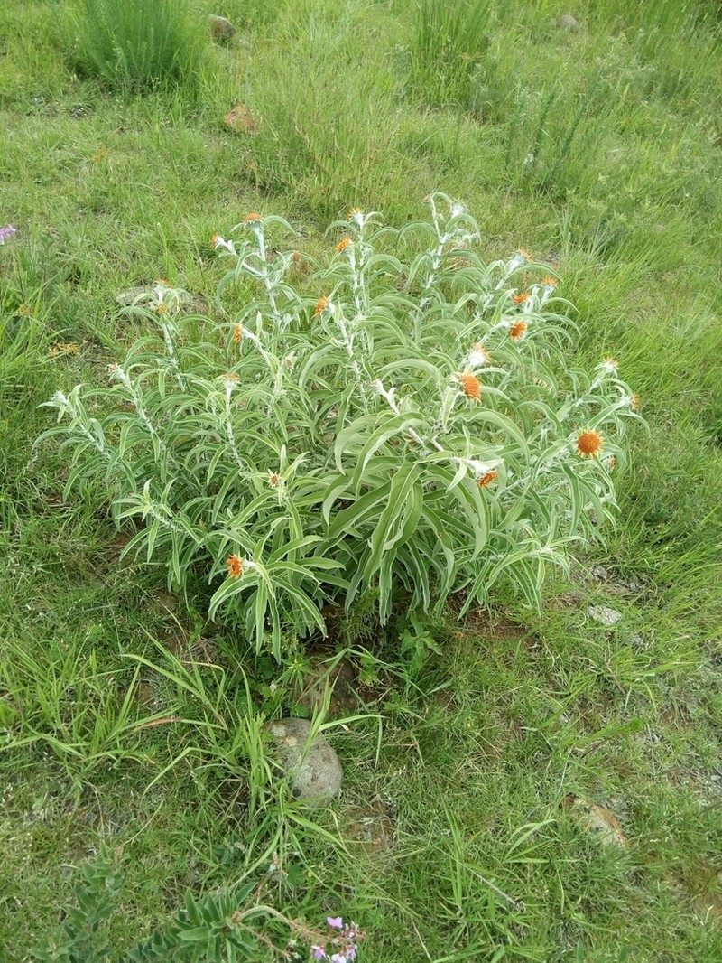Gonzalezia rosei photo 2