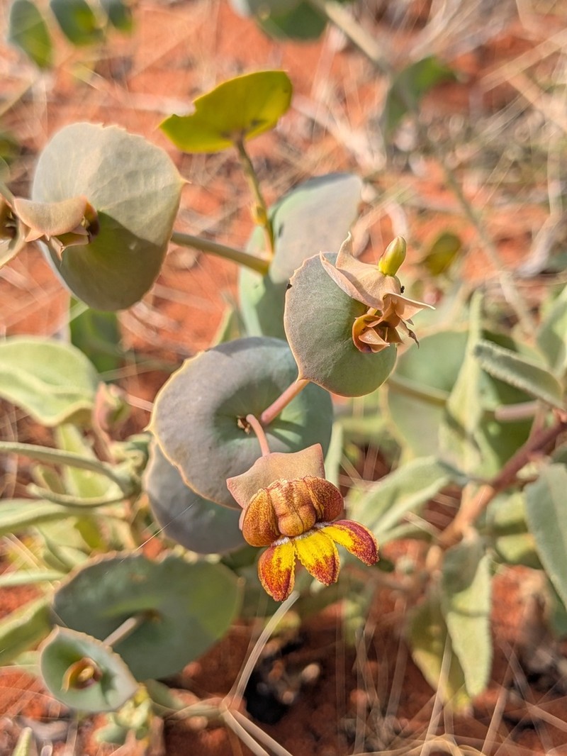 Goodenia aluta