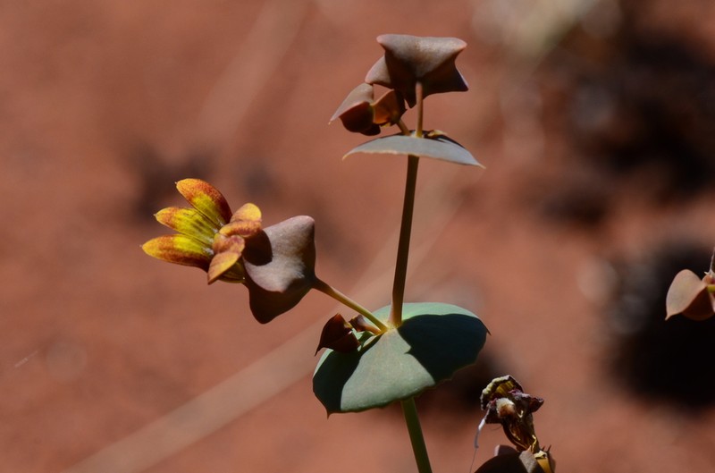 Goodenia aluta photo 2