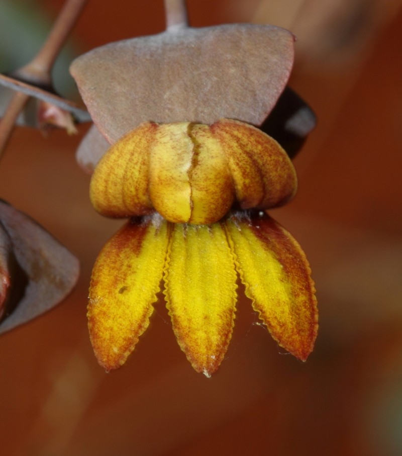 Goodenia aluta photo 4