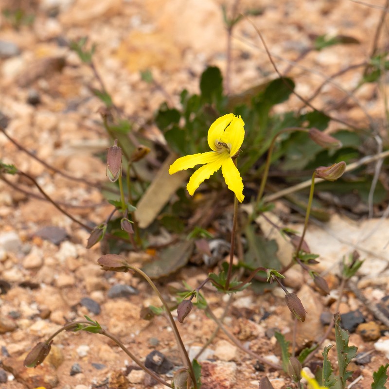 Goodenia arguta