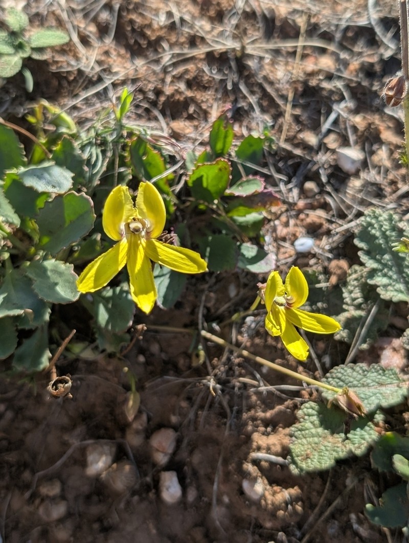 Goodenia arguta photo 2