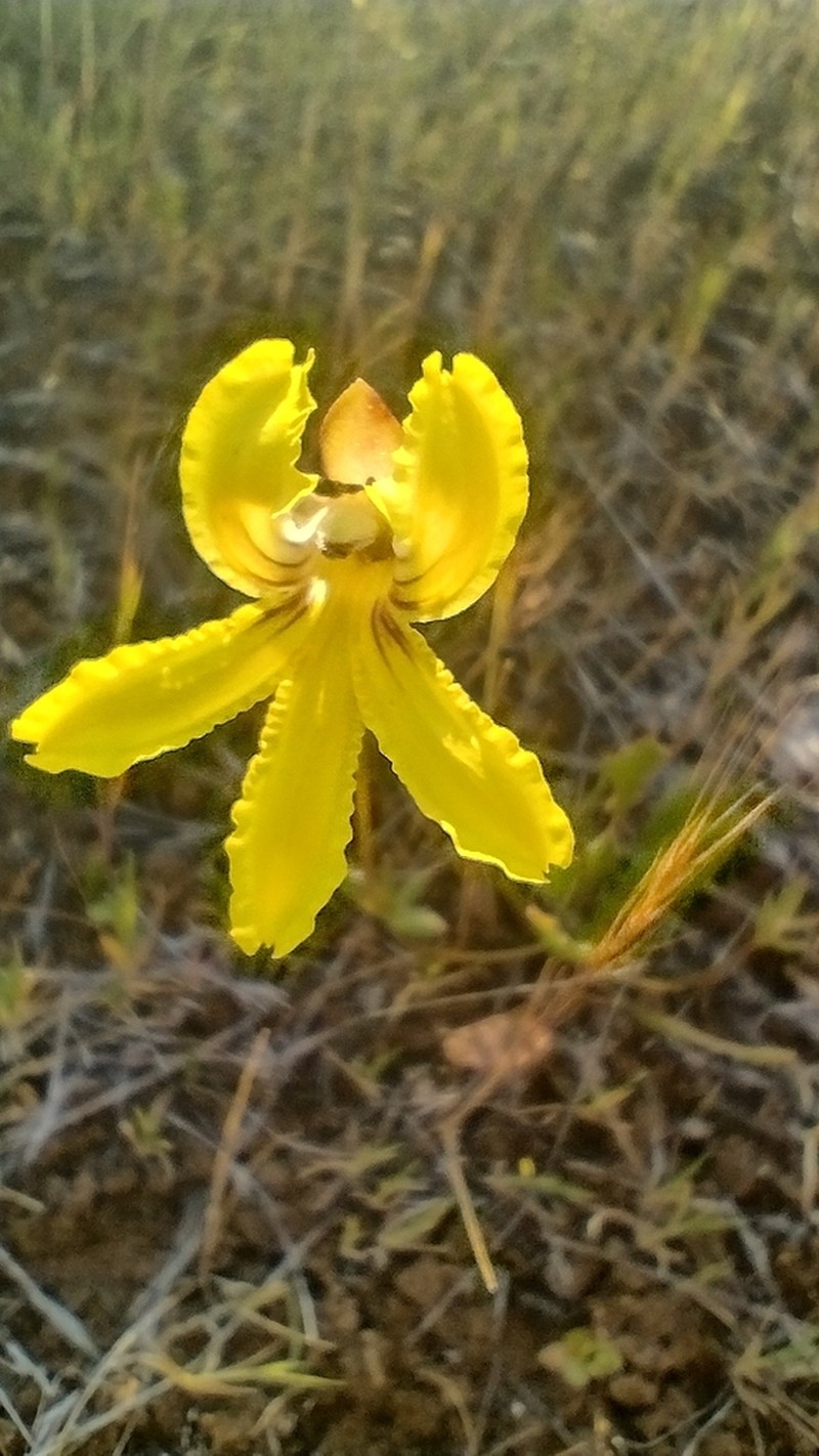 Goodenia arguta photo 3