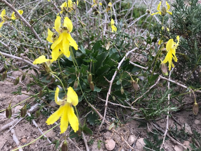 Goodenia arguta photo 4