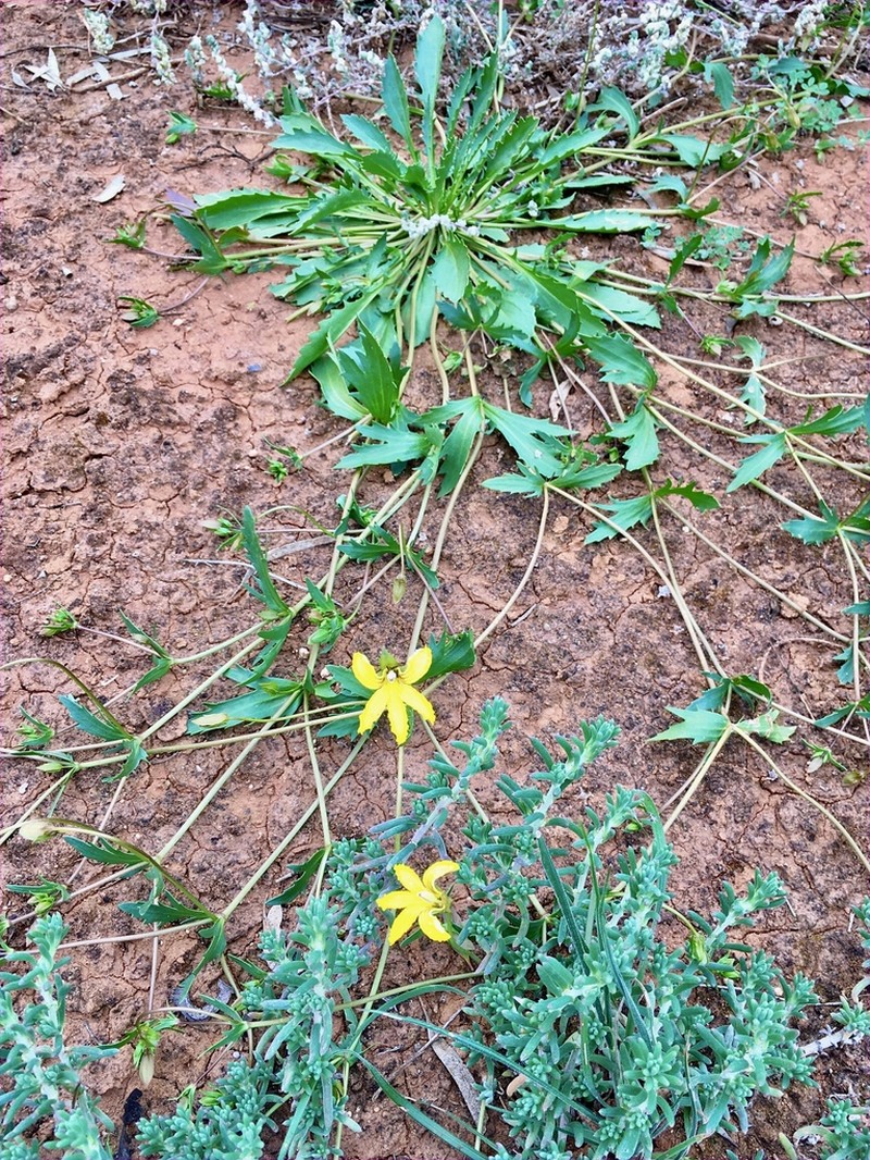 Goodenia arguta photo 5