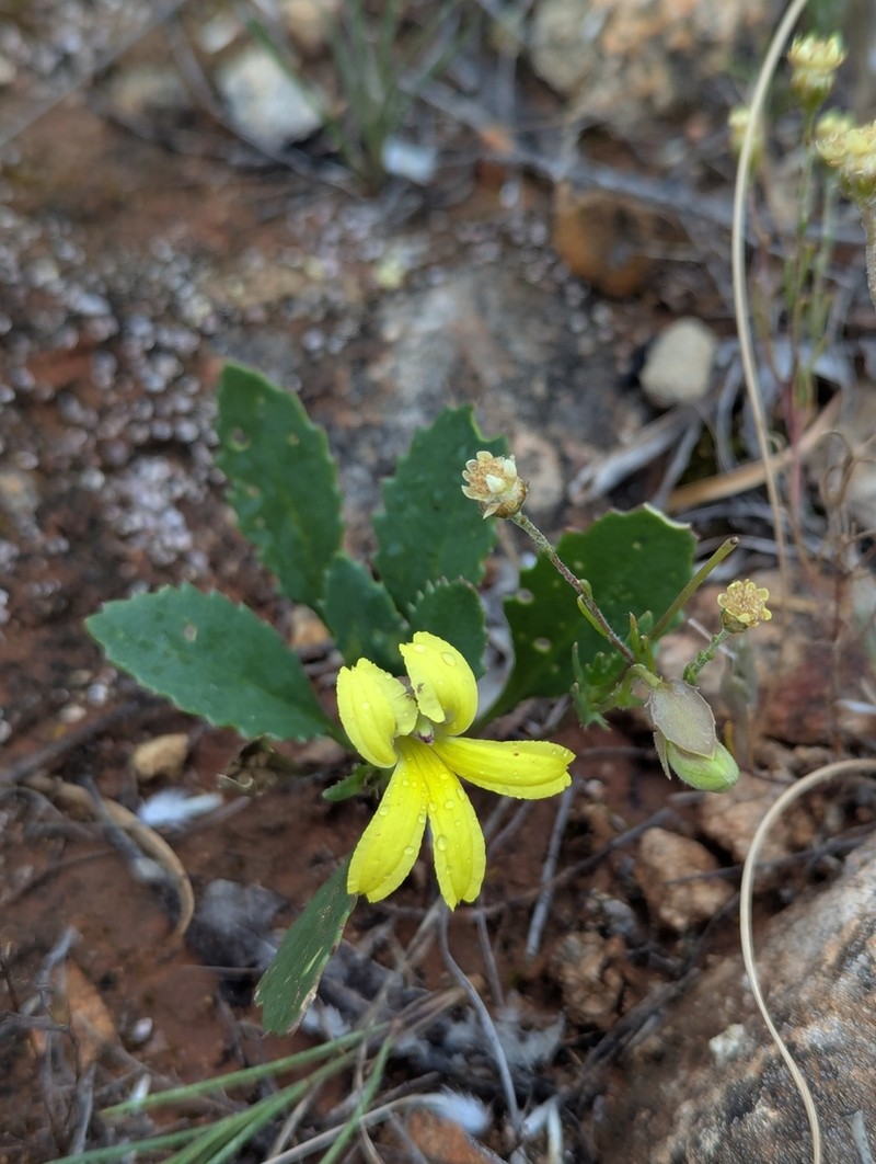 Goodenia arguta photo 6