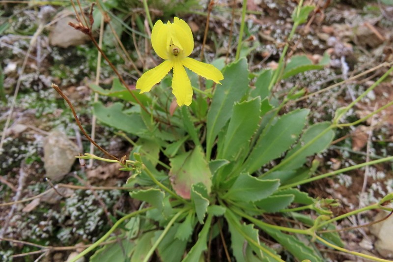 Goodenia arguta photo 7