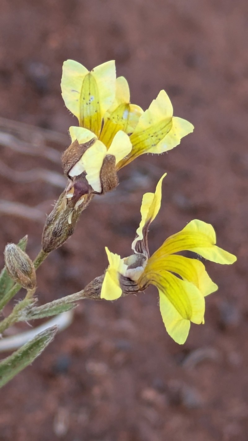 Goodenia asteriscus