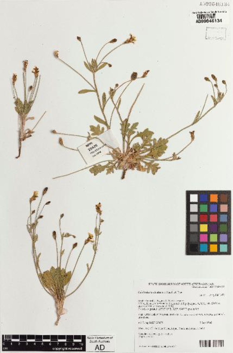 Goodenia asteriscus photo 2