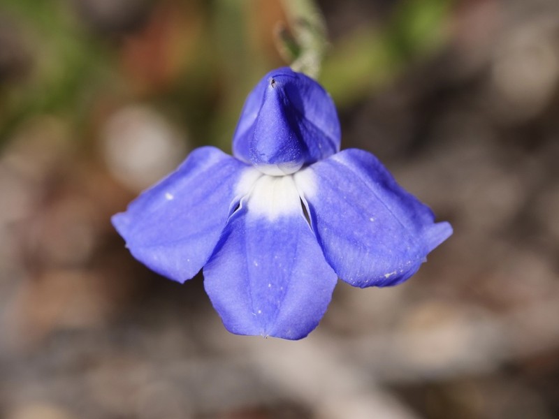 Goodenia austrina