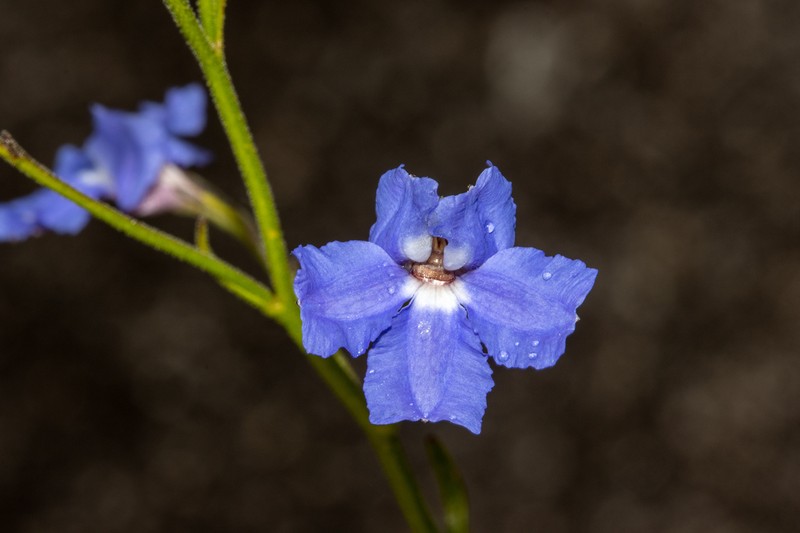 Goodenia austrina photo 3