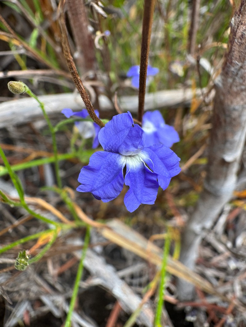 Goodenia austrina photo 4