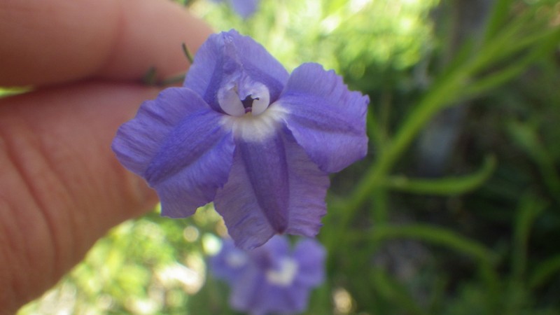 Goodenia austrina photo 6