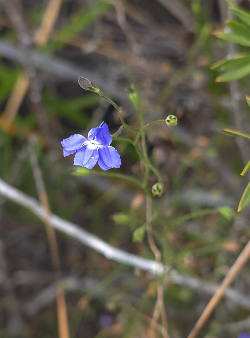 Goodenia austrina photo 7