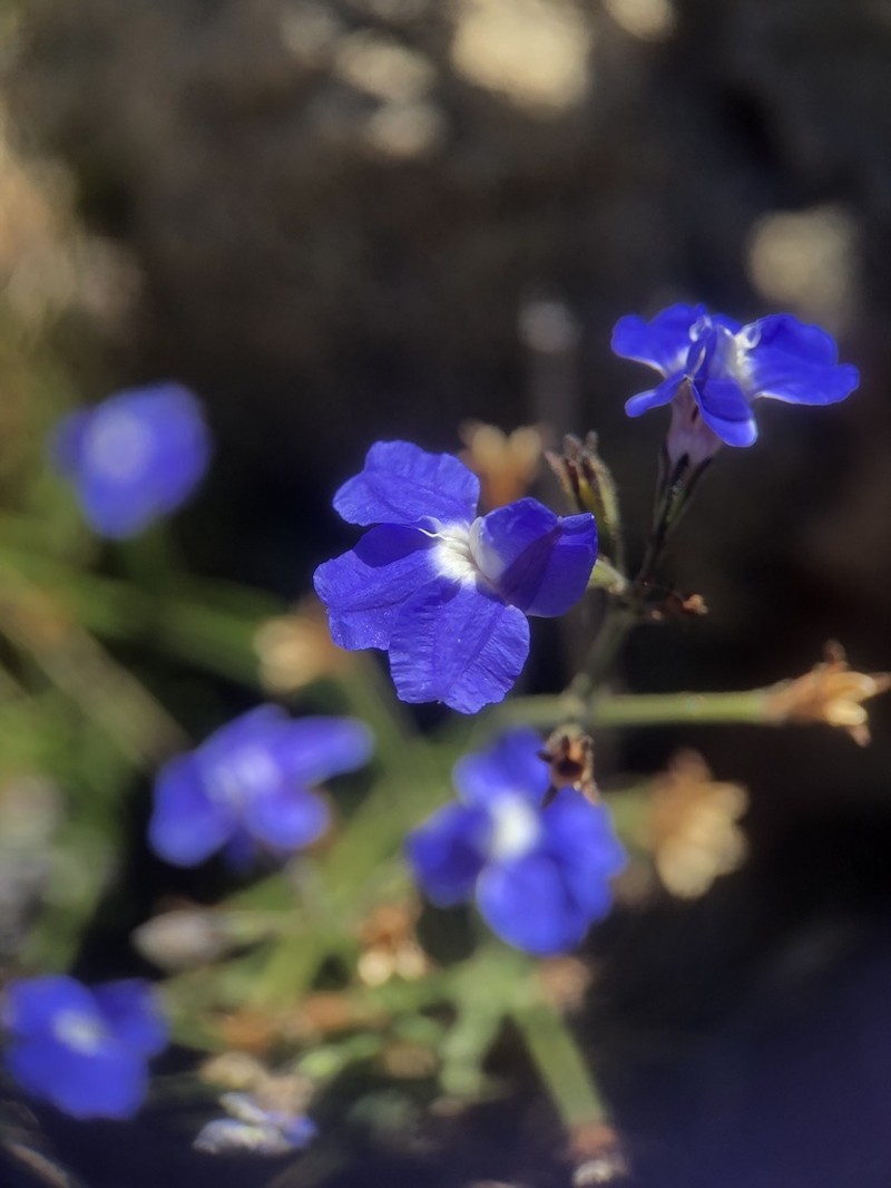 Goodenia austrina photo 8