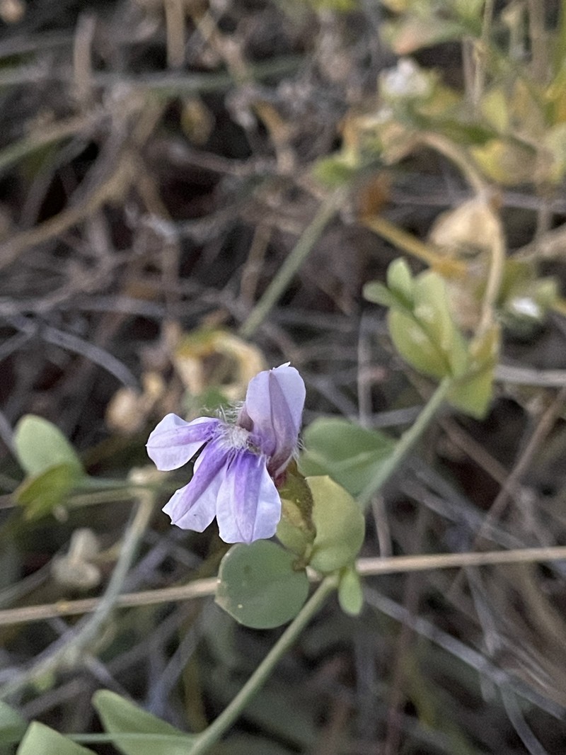 Goodenia azurea subsp. azurea