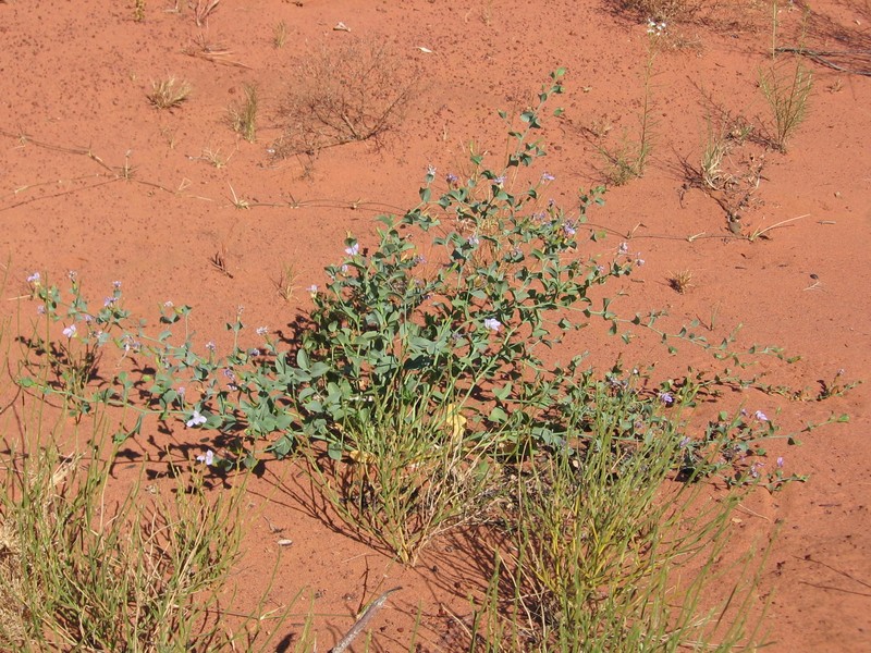 Goodenia azurea subsp. azurea photo 2