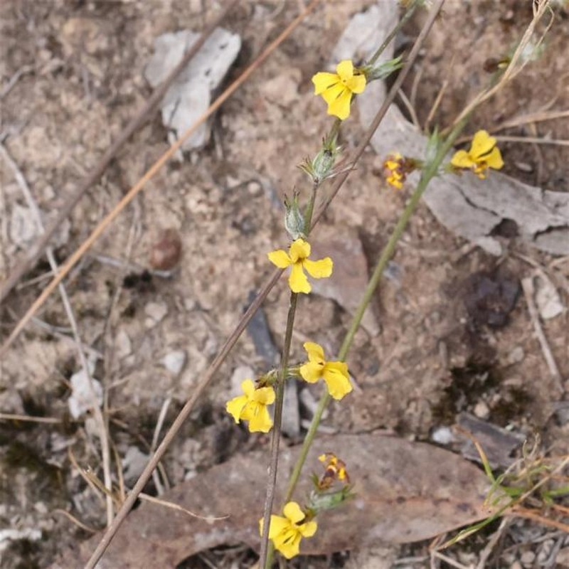 Goodenia bellidifolia subsp. bellidifolia