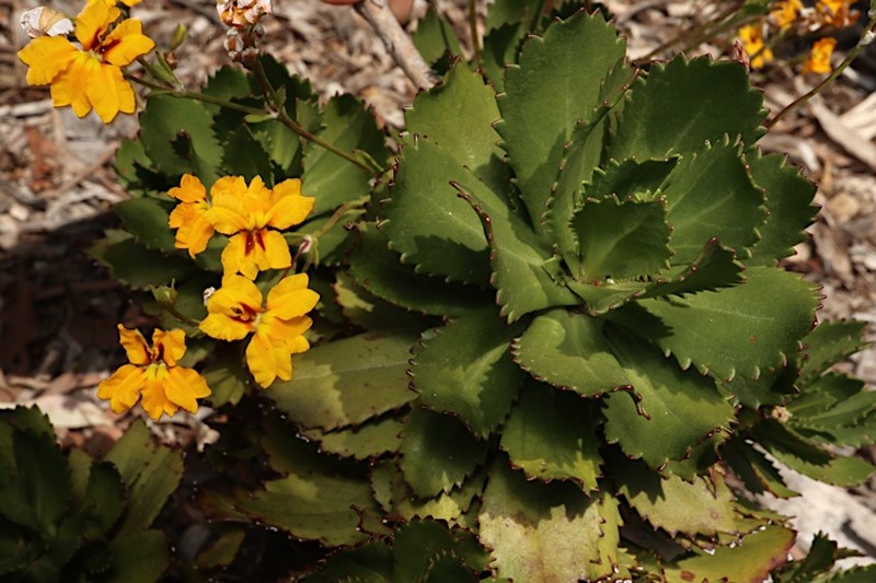 Goodenia brendannarum