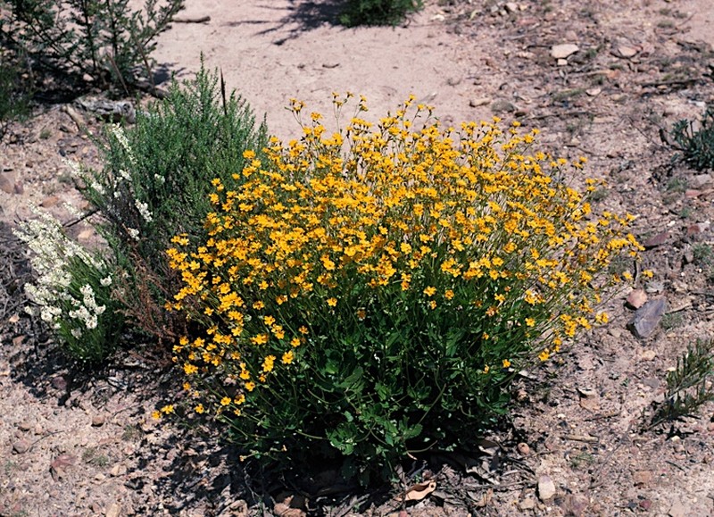 Goodenia brendannarum photo 2