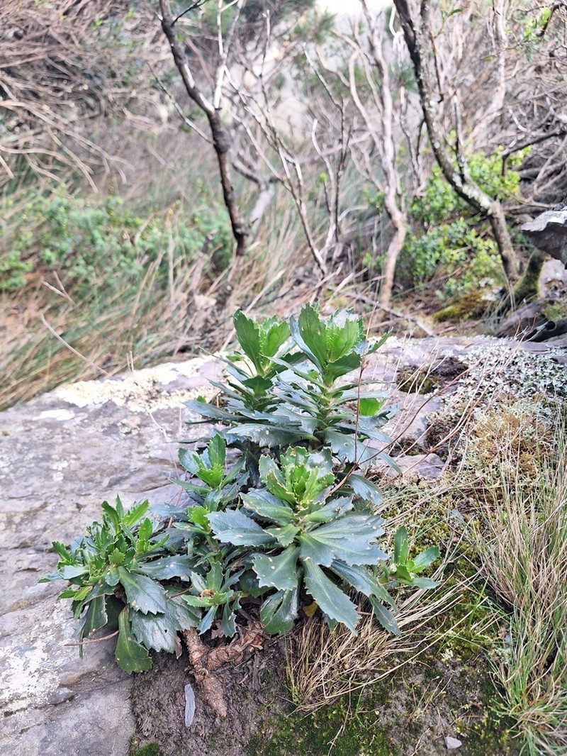 Goodenia brendannarum photo 3