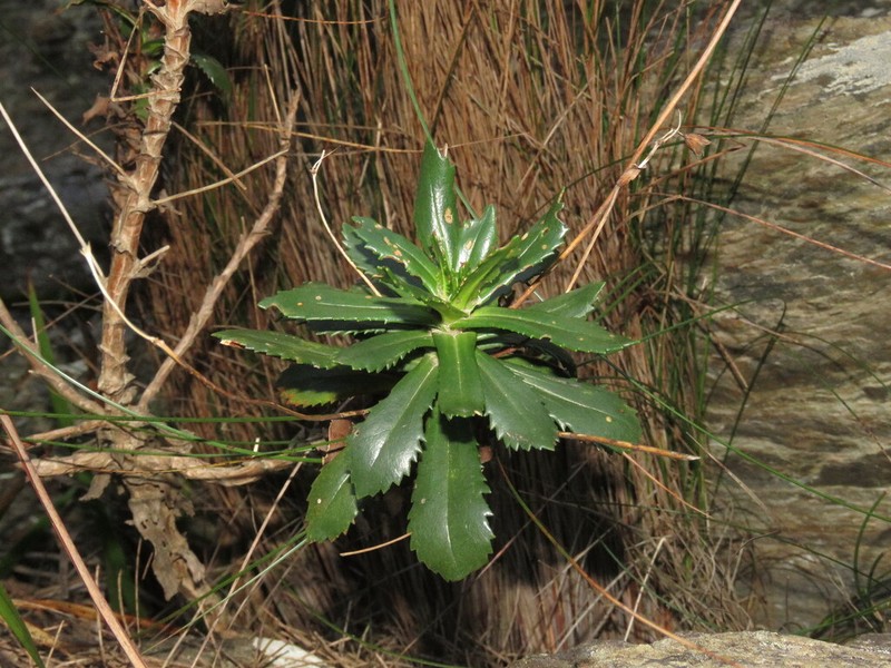 Goodenia brendannarum photo 4