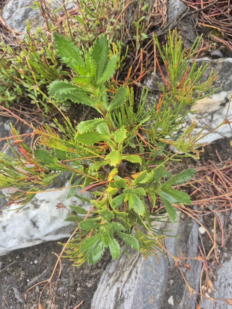 Goodenia brendannarum photo 5