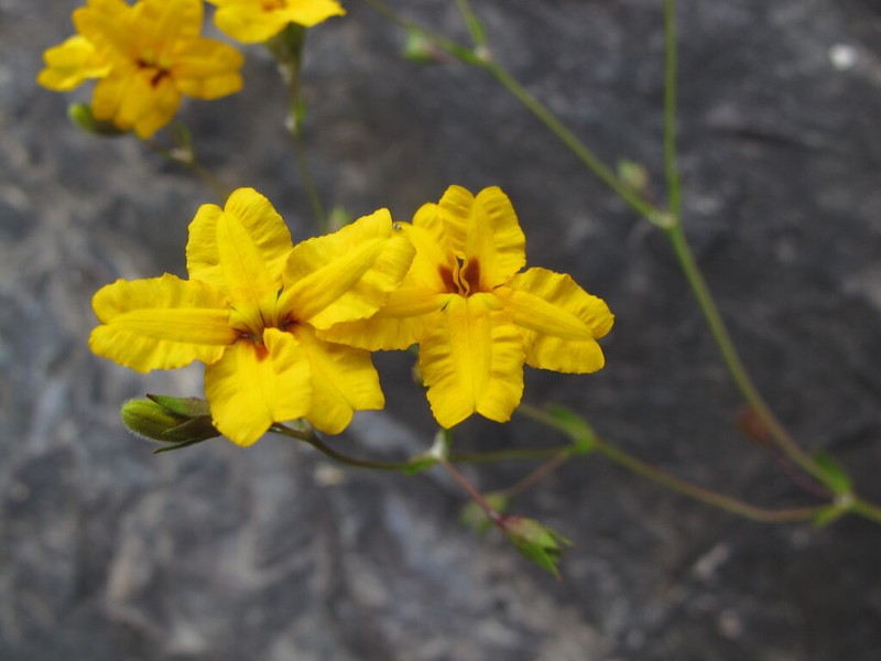 Goodenia brendannarum photo 6