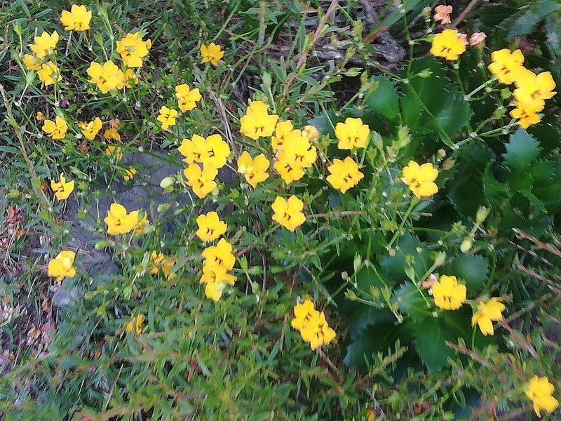 Goodenia brendannarum photo 7
