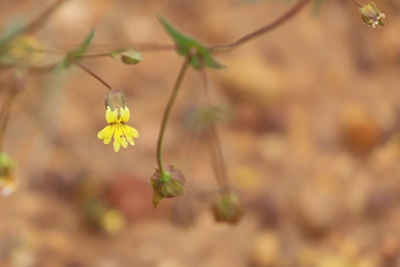 Goodenia capillosa photo 2