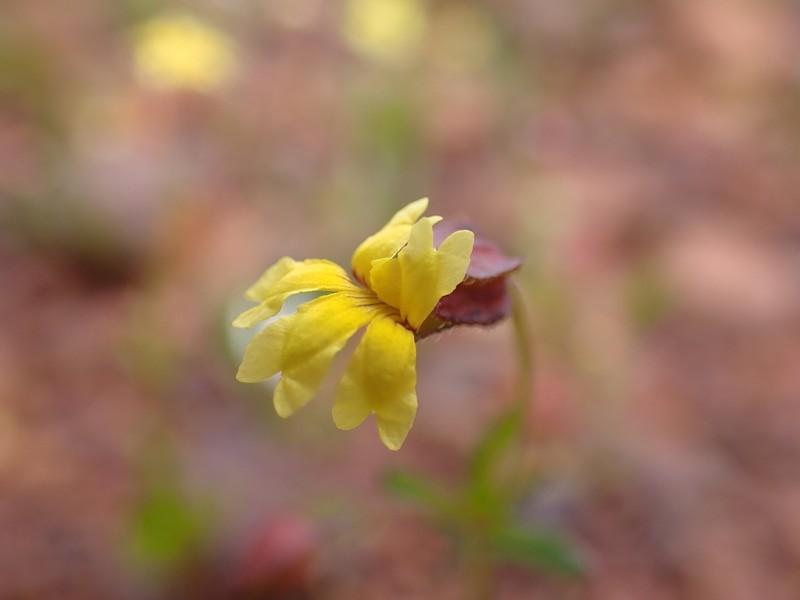 Goodenia capillosa photo 4