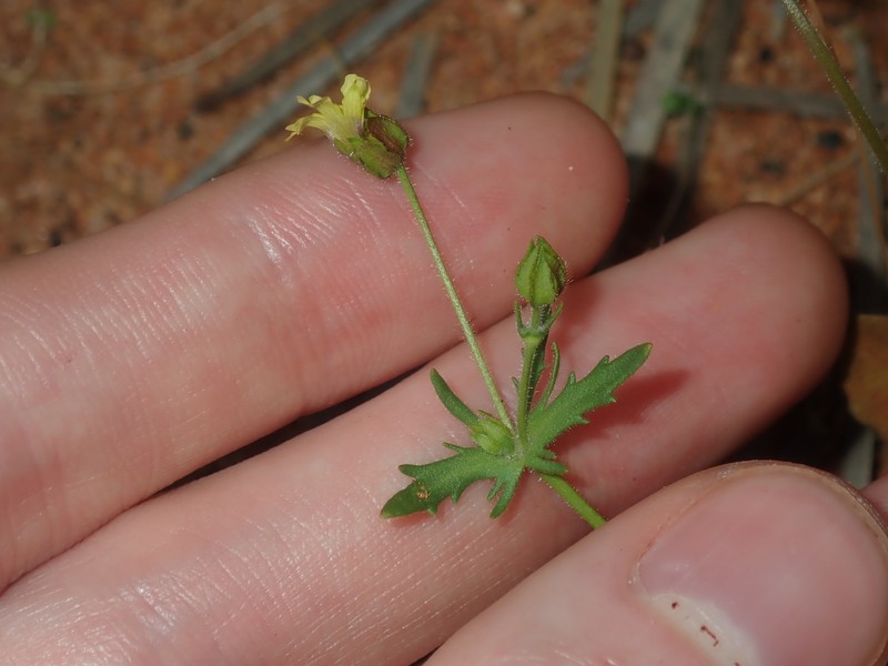 Goodenia capillosa photo 5