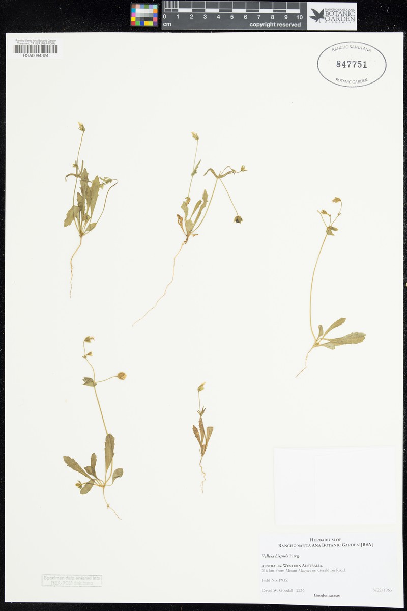 Goodenia capillosa photo 7