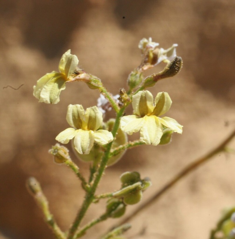 Goodenia careyi
