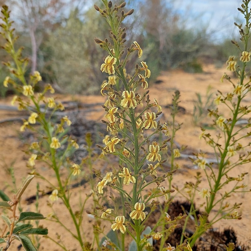 Goodenia careyi photo 3