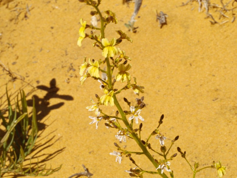 Goodenia careyi photo 4
