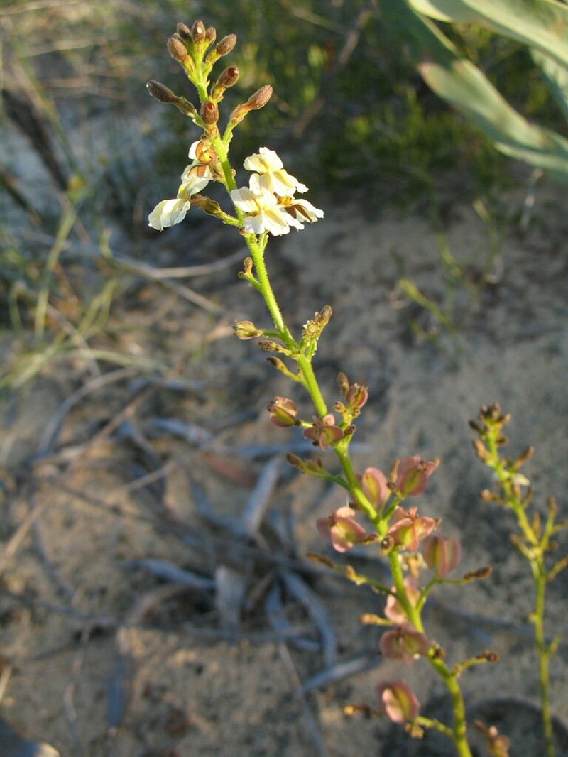 Goodenia careyi photo 5