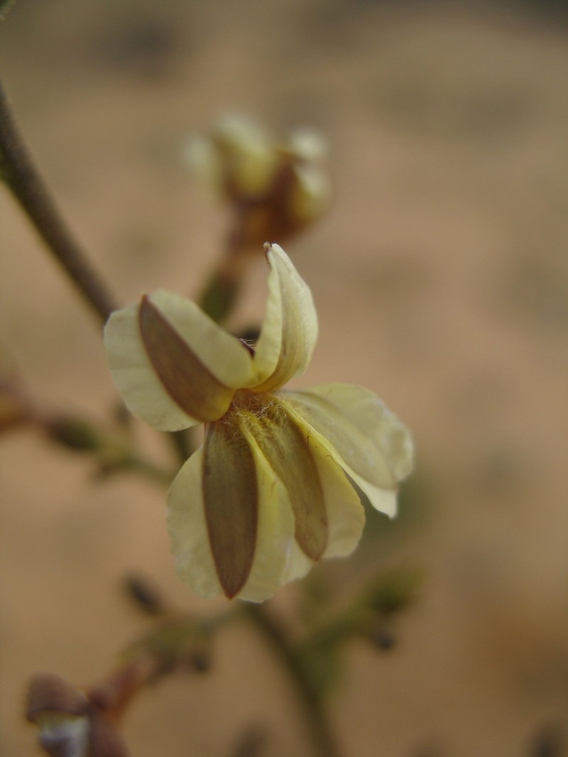 Goodenia careyi photo 6