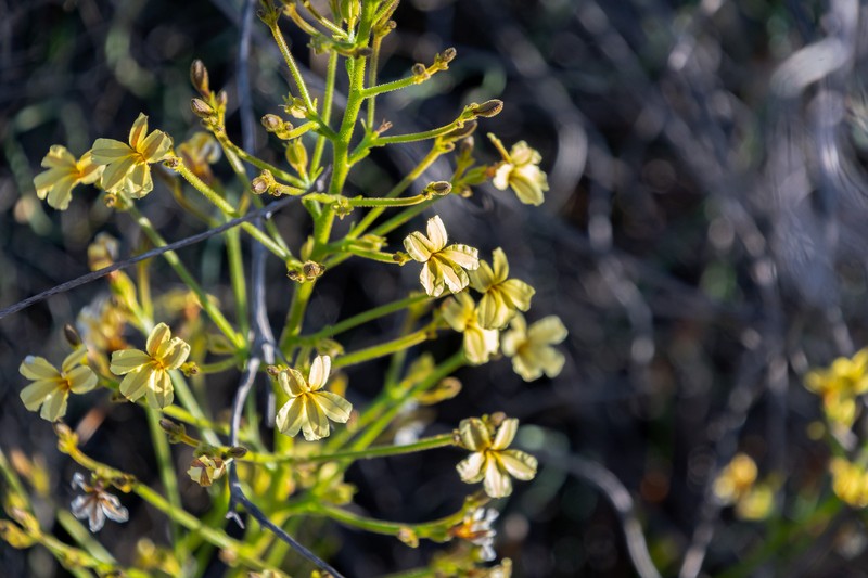 Goodenia careyi photo 7