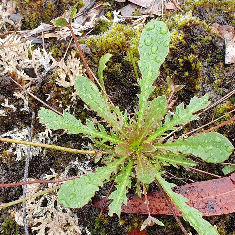 Goodenia caroliniana