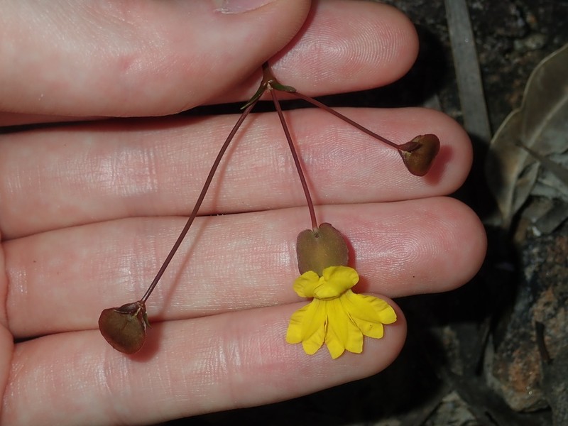 Goodenia caroliniana photo 2